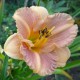 Hemerocallis 'Peach Panda'