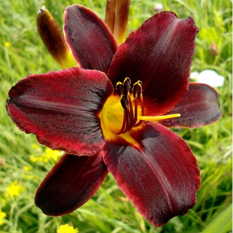 Hemerocallis 'Chocolate Candy'