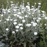 Lychnis coronaria 'Alba'