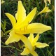 Hemerocallis citrina var. vespertina