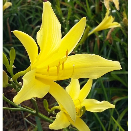 Hemerocallis citrina var. vespertina