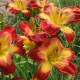 Hemerocallis 'Wispy Rays'