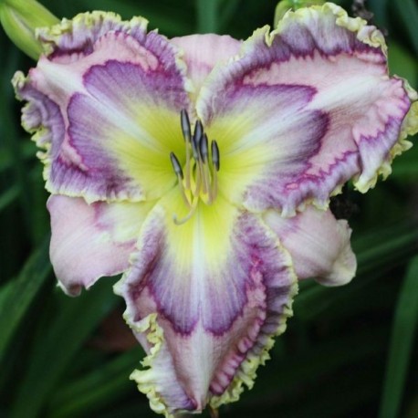 Hemerocallis 'Blue Box'