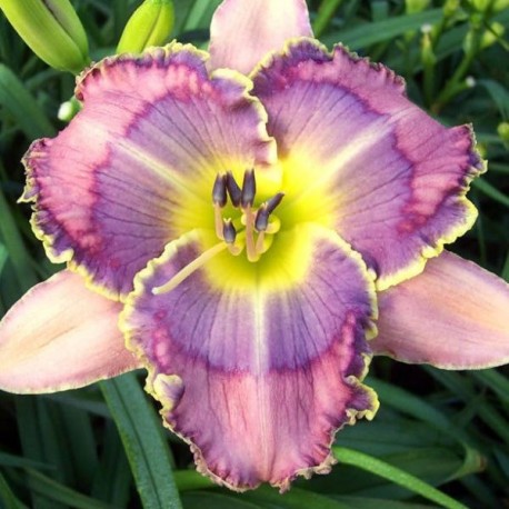 Hemerocallis 'Blue Gold Macaw'