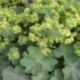 Alchemilla mollis