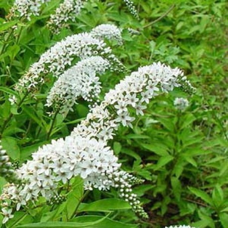 Lysimachia clethroides