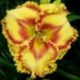 Hemerocallis 'Buntin's Hot Tiggity Dog'