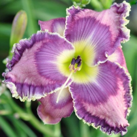 Hemerocallis 'Carla Ruth'