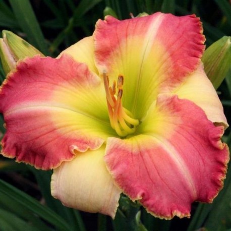 Hemerocallis 'Clown Parade'