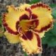 Hemerocallis 'Collaboration'