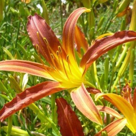 Hemerocallis 'Délices de Jojo'