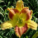 Hemerocallis 'Dentist the Menace'