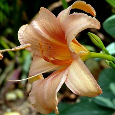 Hemerocallis 'Exalted Ruler'