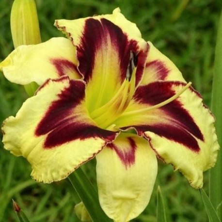 Hemerocallis 'Eye of Horus'