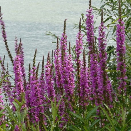 Lythrum salicaria 'Blush'