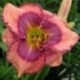 Hemerocallis 'Eyes of the World'