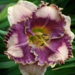 Hemerocallis 'Fantasy Fringe'