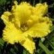 Hemerocallis 'Forestlake Point Lace'