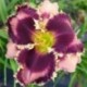 Hemerocallis 'Got Attitude'