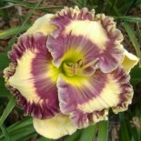 Hemerocallis 'Happy Happy'