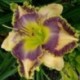 Hemerocallis 'Highway Blues'