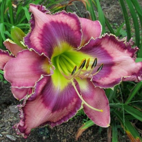 Hemerocallis 'Horns and Thorns'