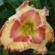 Hemerocallis 'I Can't Stop'