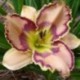 Hemerocallis 'Intricate By Design'