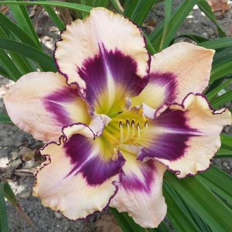 Hemerocallis 'Jammin's Diamonds in the Sky'