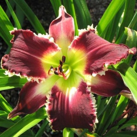 Hemerocallis 'Johnny Bear'