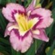 Hemerocallis 'Landon Lee'