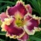 Hemerocallis 'Linda Bell'