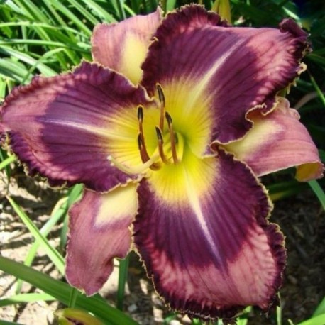 Hemerocallis 'Louisiana Jones'