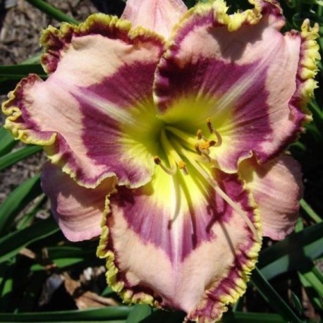 Hemerocallis 'Mystic Image'