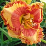 Hemerocallis 'Orange Grove'