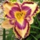 Hemerocallis 'Providence Canyon'