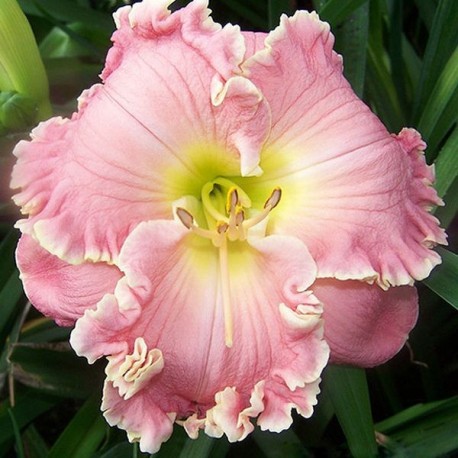 Hemerocallis 'Rachelle Agin'