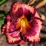 Hemerocallis 'Raoul the Poolboy'