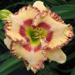 Hemerocallis 'Relevant Grafitto'