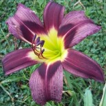 Hemerocallis 'River Hills'