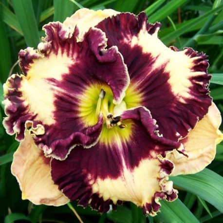 Hemerocallis 'Rock my World'