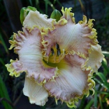 Hemerocallis 'Satiate'