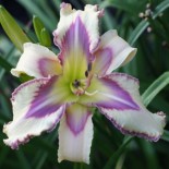 Hemerocallis 'Silky Skies'