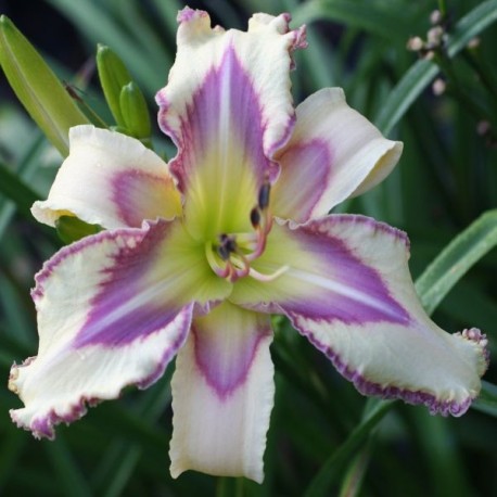 Hemerocallis 'Silky Skies'