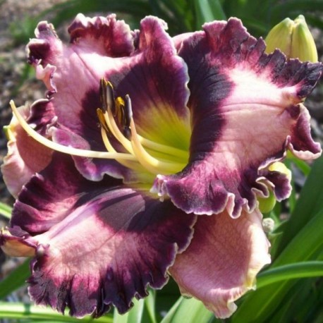 Hemerocallis 'Space Warp'