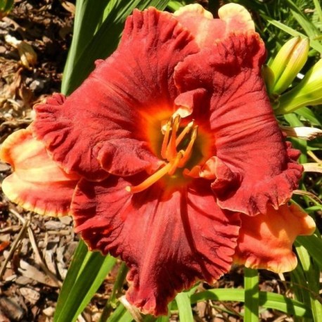 Hemerocallis 'Spacecoast Color Scheme'