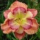 Hemerocallis 'Texas Kaleidoscope'