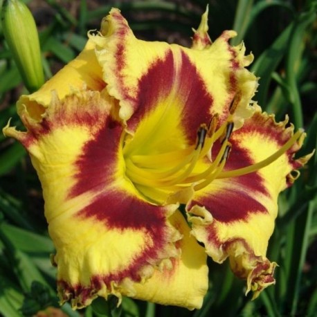 Hemerocallis 'Wickedly Wild and Wonderful'