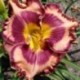 Hemerocallis 'Wrenetta Powell'