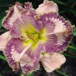 Hemerocallis 'Blue Reality'